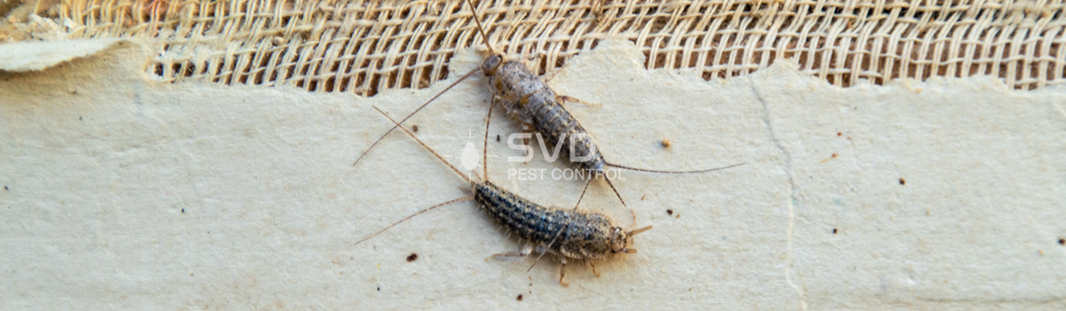 Silverfish