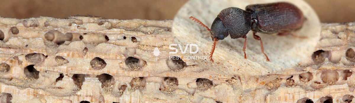 Wood Borers